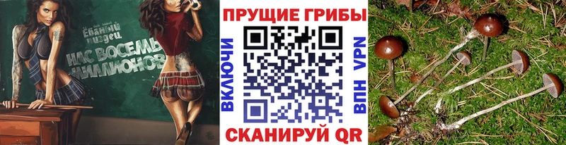 Галлюциногенные грибы Psilocybe Абаза
