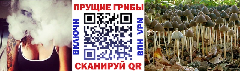 Галлюциногенные грибы мицелий  Купить где  Абаза 